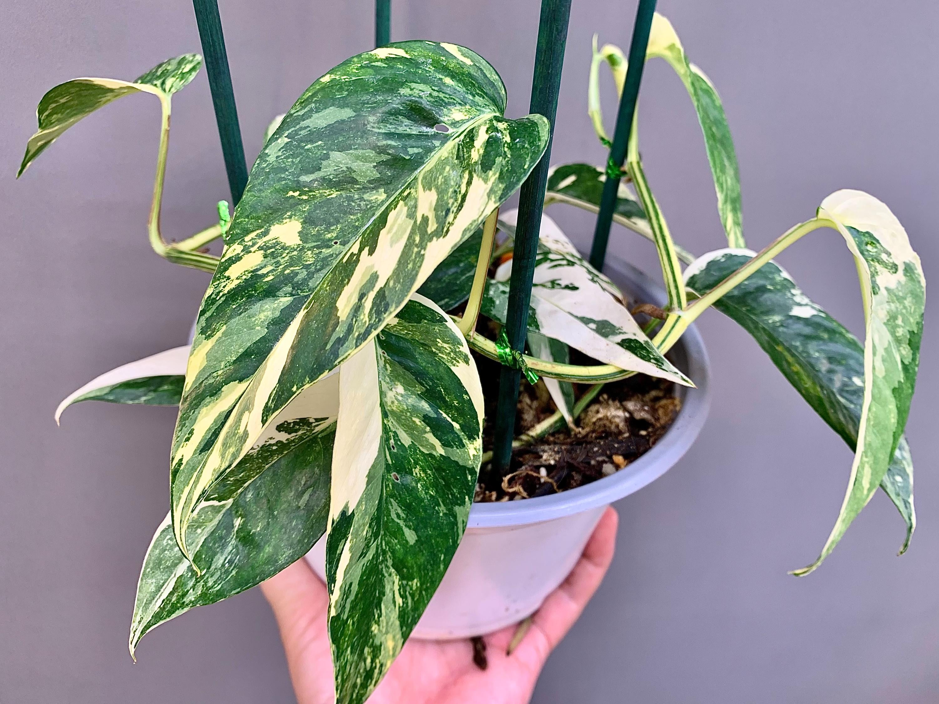 EXACT PLANT | Epipremnum Pinnatum Albo  Variegated – Highly Variegated Rare Aroid 7" Pot #F