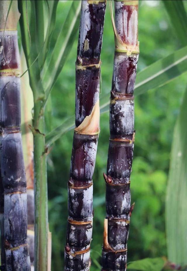 Starter Plant- Black Purple Sugarcane (Rooted Cutting, 1–8 Pack)