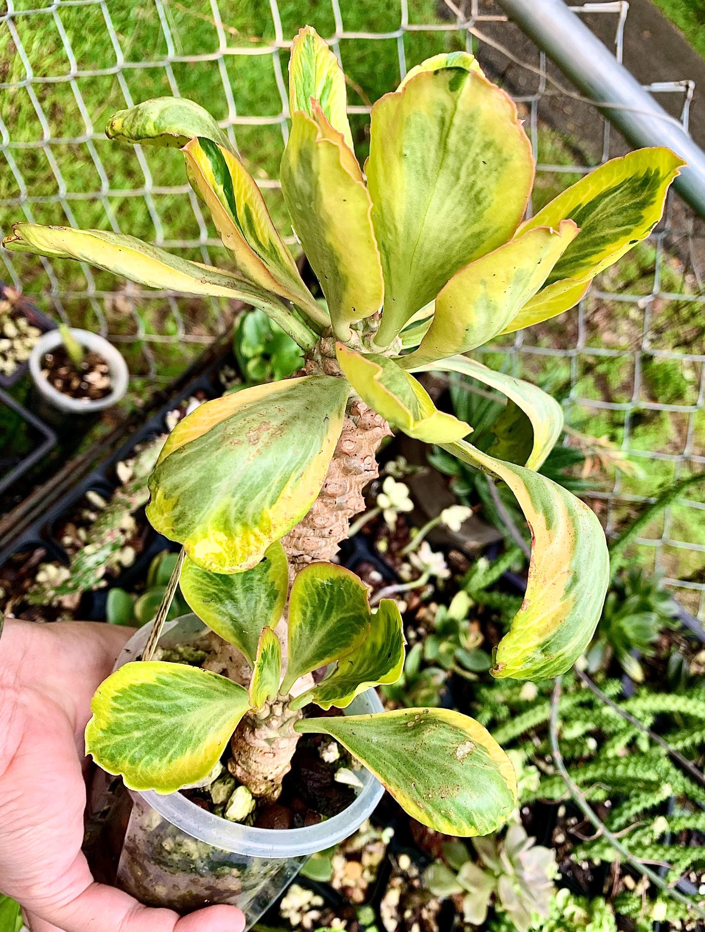 Exact Plant – Euphorbia poissonii Variegated | Rare Variegated Spiny Euphorbia | Thick Caudex Double Head | Rooted Plant
