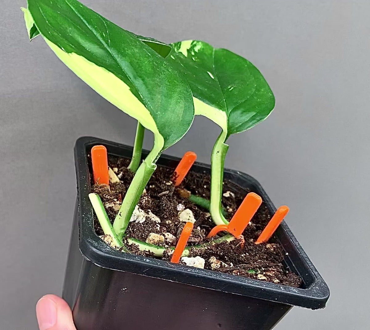 Exact Plant | Rare Monstera Acacoyaguensis Variegated #D  - High Variegation 3.5" Pot