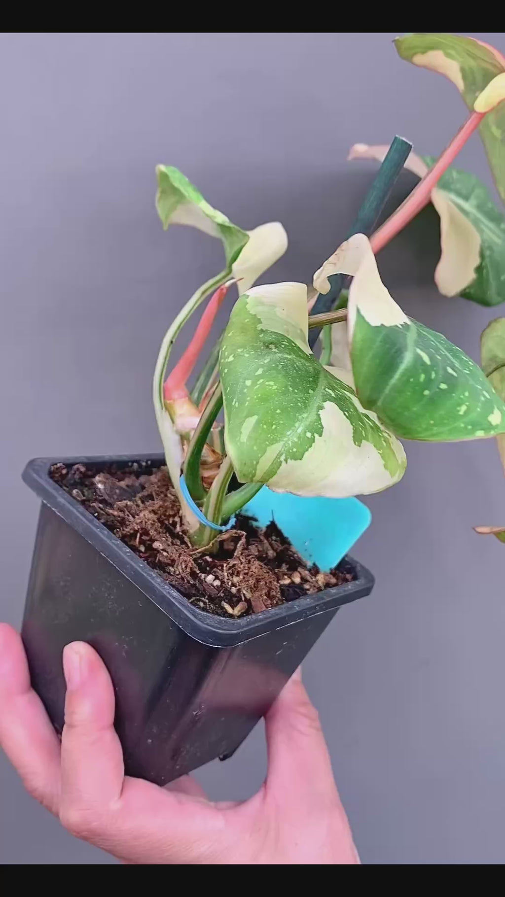 EXACT PLANT - Rare Variegated Philodendron Gloriosum Type 2 – 4" Pot