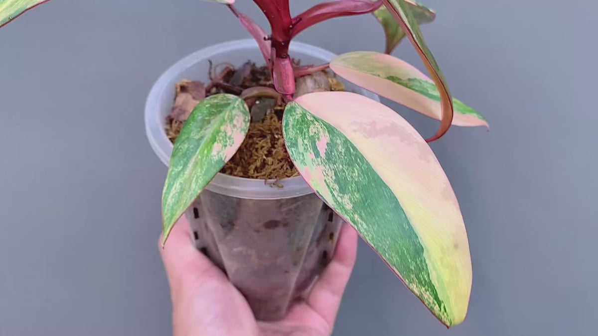 Exact plant Philodendron Strawberry Shake – 4” Pot – Established Plant – Rooted – Variegated