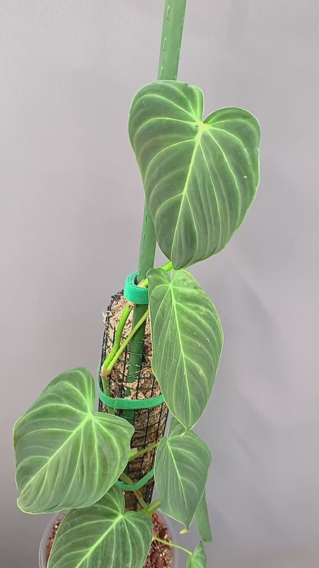 Exact Plant – Philodendron Micans – Mature Velvet Leaf Climbing Houseplant in 7” Pot