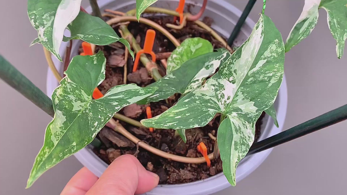 Exact plant — Syngonium Albo Variegata – 7” pot Established Plant – High White Variegation – Rooted